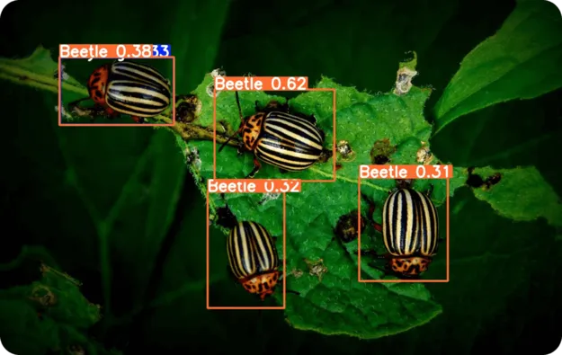 Détection d'Insectes